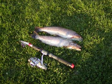 Pstruhy 40cm 0,55kg a 41cm 0,6kg Pstruhy 40cm 0,55kg a 41cm 0,6kg