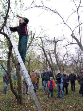 Strihanie stromčekov s prednáškou Strihanie stromčekov s prednáškou