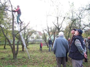 Strihanie stromčekov s prednáškou Strihanie stromčekov s prednáškou